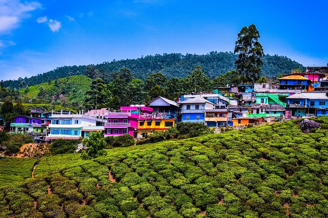 Green Magic Day Tour to Munnar - Lockhart Tea Factory: production, tea tasting, and buying what you like