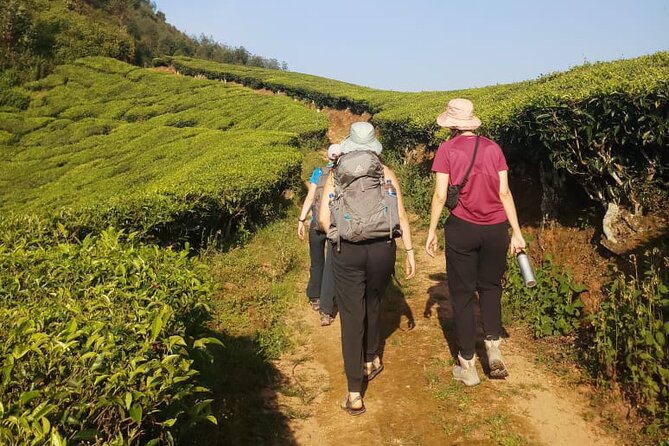 Half Day Hiking in Munnar Trekking Tour - Tea plantations, jungle paths, and breakfast with purpose