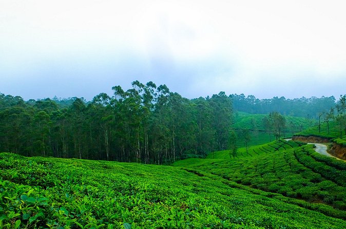 Kerala 6 Day Tour Munnar Thekkady Alleppey Kovalam Beaches - Day 6 in Kovalam and Trivandrum: Padmanabhaswamy Temple and Napier Museum