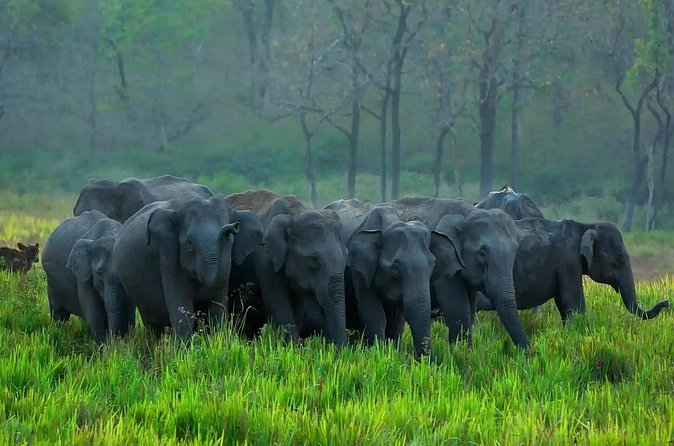 Kerala 6 Day Tour Munnar Thekkady Alleppey Kovalam Beaches - Price and logistics: what $499 buys you in real terms