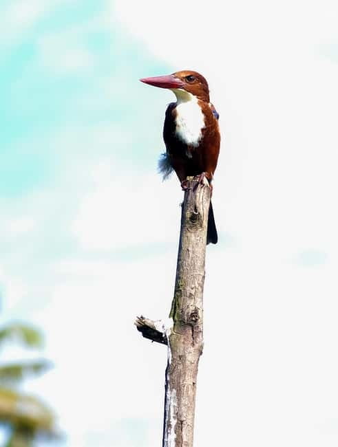 Kumarakom: Sunrise Cruise With Village Life and Local Food - Quick hits: what makes this Kumarakom sunrise cruise special