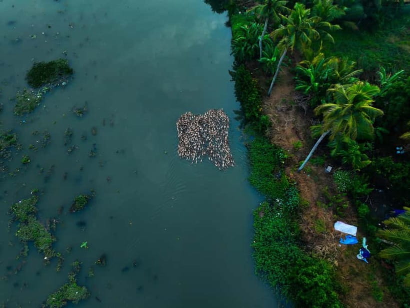 Kumarakom: Sunset Cruise with Village Life and Local Food - Key things I’d circle before you book