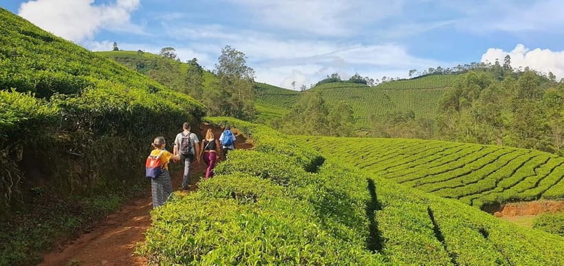 Mountain hiking in Munnar (Half day ) - Half-Day Timing, Food, and Pace for 8–12 km