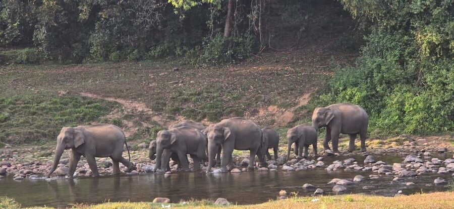 Munnar: Anakulam Jeep Safari to Explore Wild Elephants - Viripara Waterfalls: time for walking and optional water