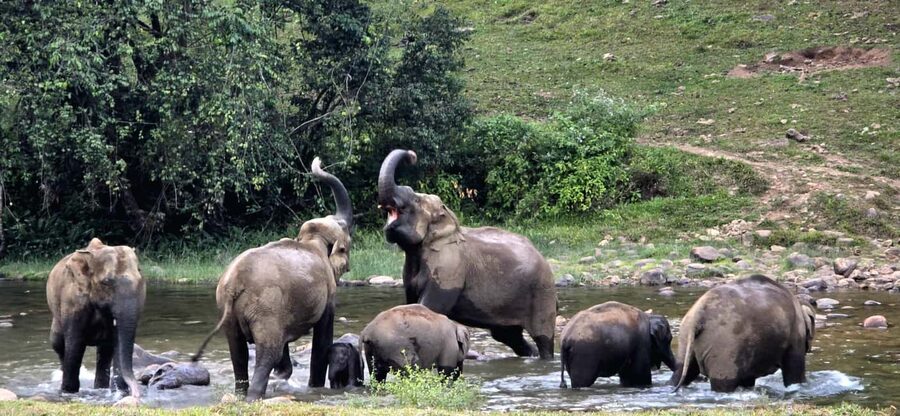 Munnar: Anakulam Jeep Safari to Explore Wild Elephants - Hanging Bridge (6th mile): the quick walk that adds texture
