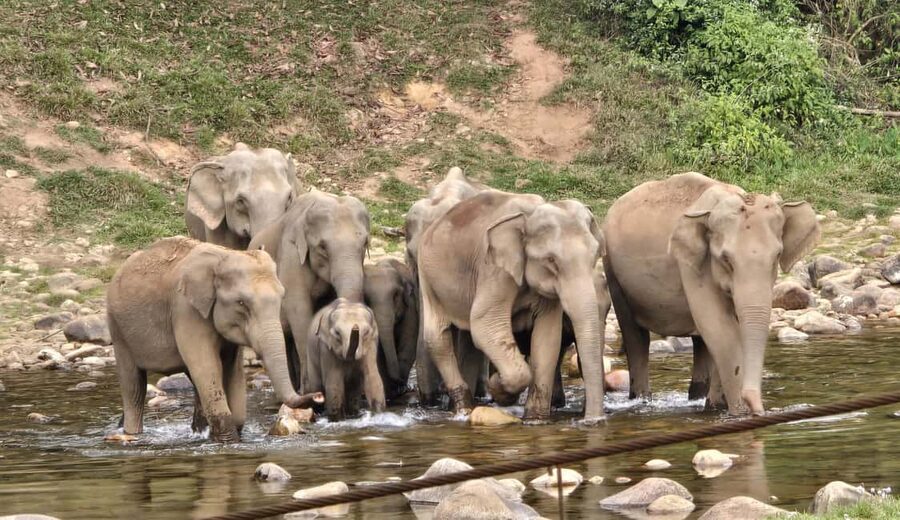 Munnar: Anakulam Jeep Safari to Explore Wild Elephants - Anakulam Check-Dam View Point: break time with snacks and big views
