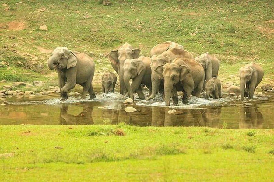 Munnar: Anakulam Jeep Safari with Waterfall and Elephant - Key things to know before you go