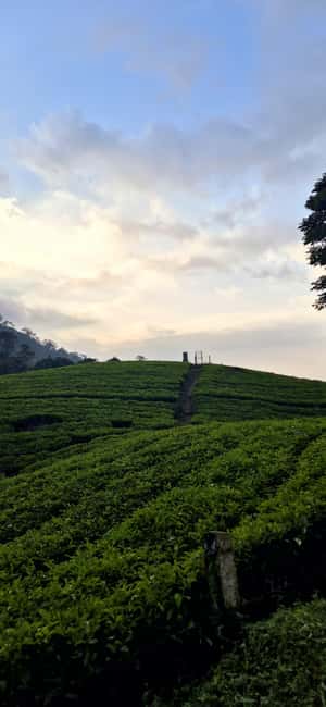 Munnar: Anakulam Jeep Safari with Waterfall and Elephant - Letchmi Tea Estate and Local Village: Why This Early Stop Is Worth It