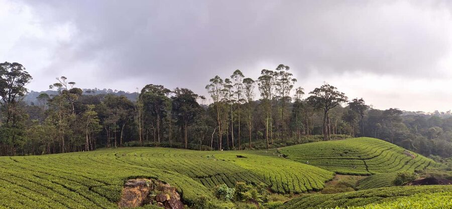 Munnar: Anakulam Jeep Safari with Waterfall and Elephant - Waterfalls Circuit: Shooting Point, Viriparai, Perumbankuthu, Hanging Bridge
