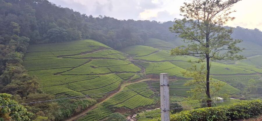 Munnar: Anakulam Jeep Safari with Waterfall and Elephant - Anakulam Wild Elephant Viewpoint: The Main Event