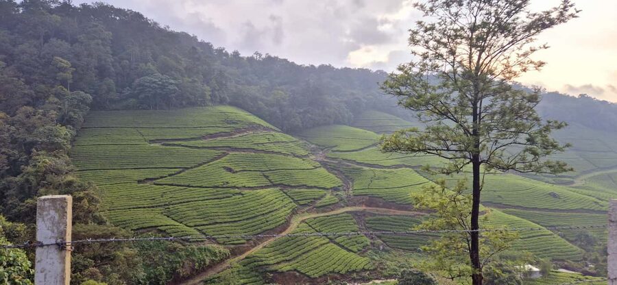 Munnar: Anakulam Jeep Safari with Waterfall and Elephant - Price and Value: Is $65 Per Group Worth It?