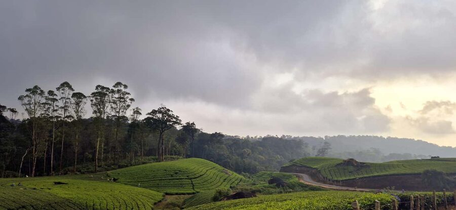 Munnar: Anakulam Jeep Safari with Waterfall and Elephant - Who This Safari Fits Best (And Who Might Want a Different Day)
