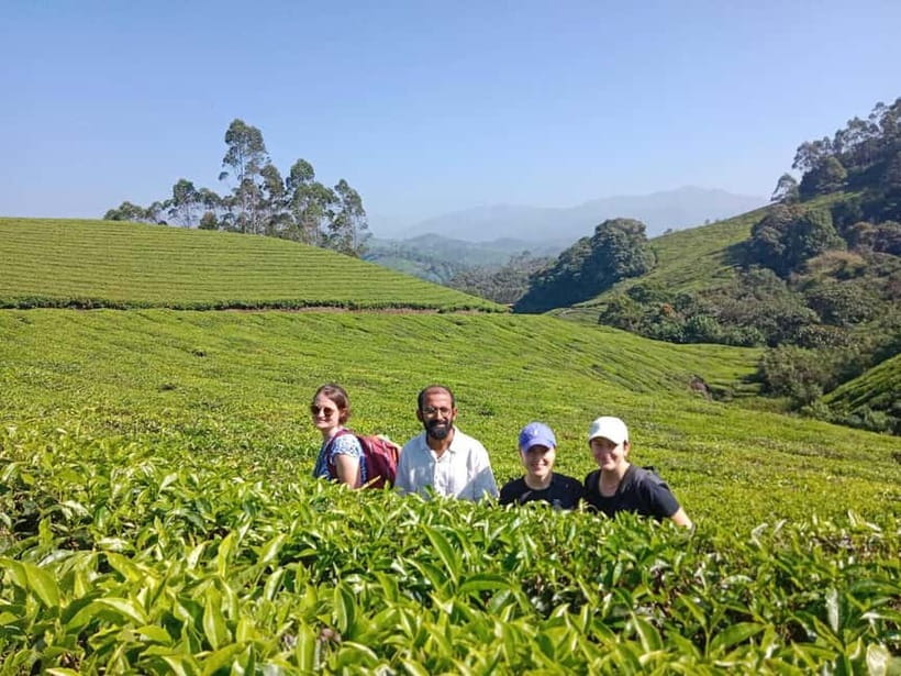 Munnar: Half day Guided Trek - Tea plantations and the big shift from coffee to tea