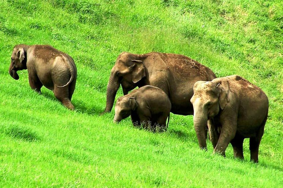 Munnar: Jeep Safari to Vattavada Village - Top Station: Big Views, Short Time, Good Planning
