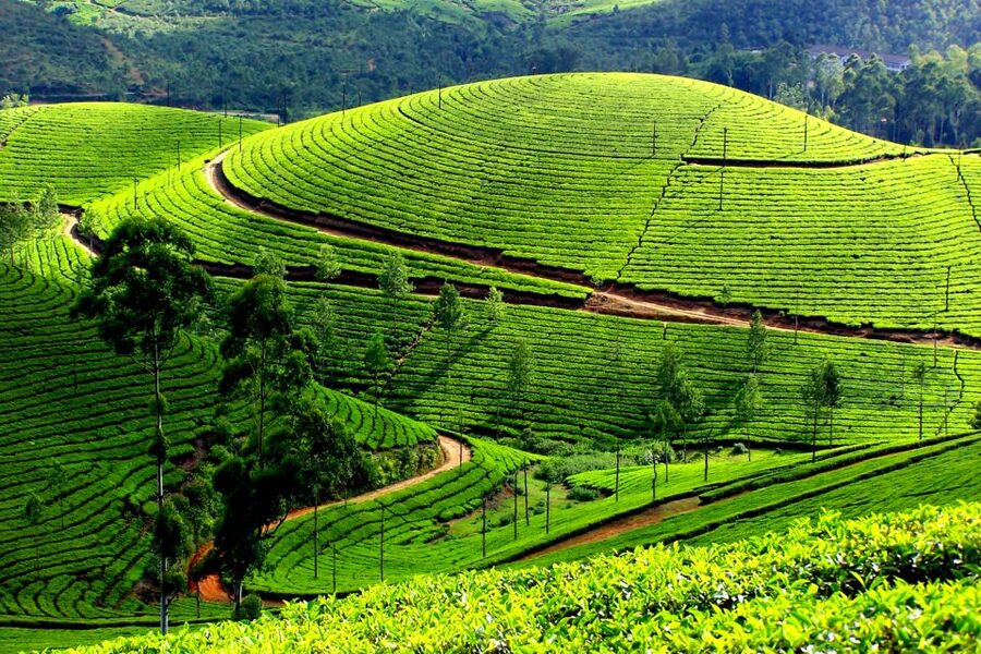 Munnar Private Day Trip - A 12-hour taste of Munnar from Kochi