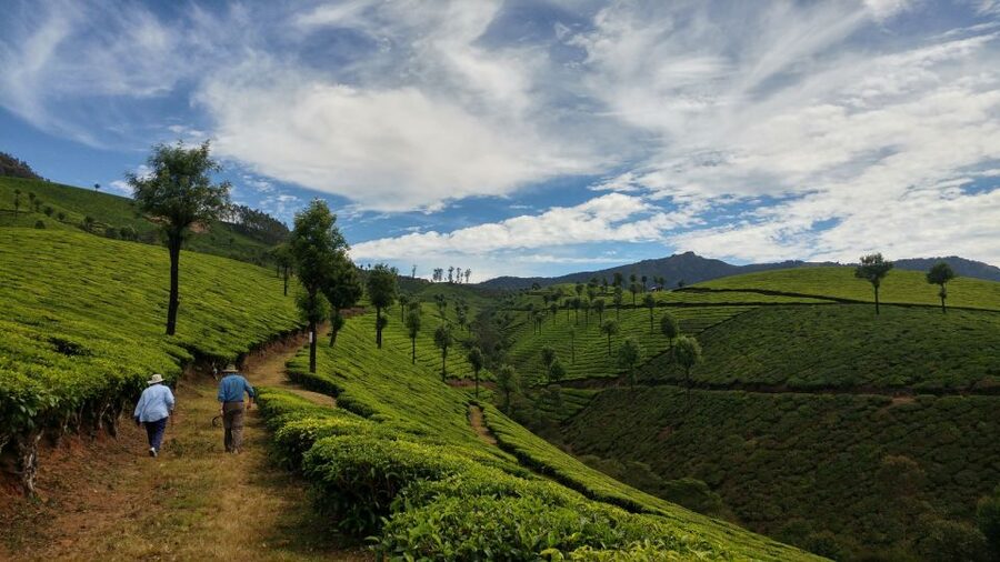 Munnar Private Day Trip - Should you book this Munnar private day trip?