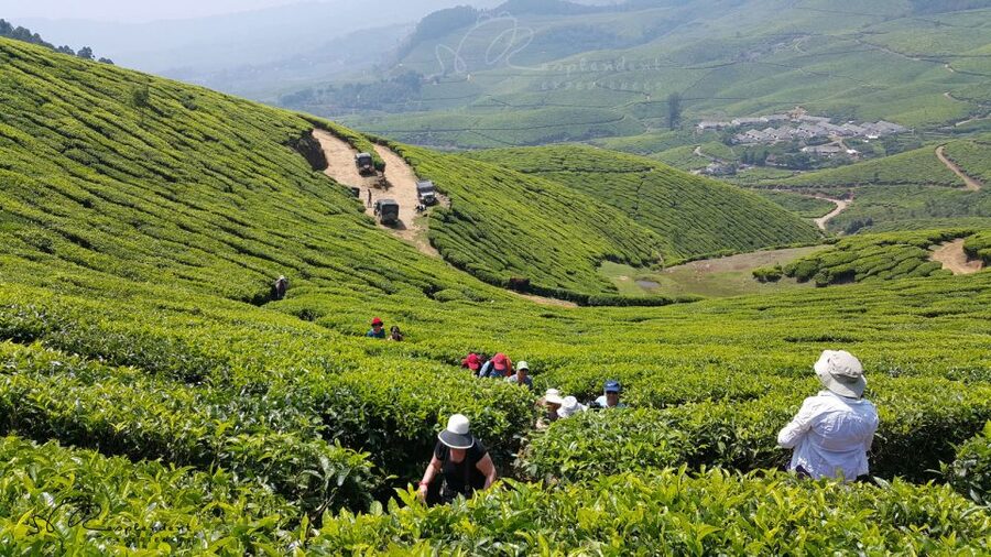 Munnar Private Day Trip - Getting to Munnar: the long, scenic drive you should plan for