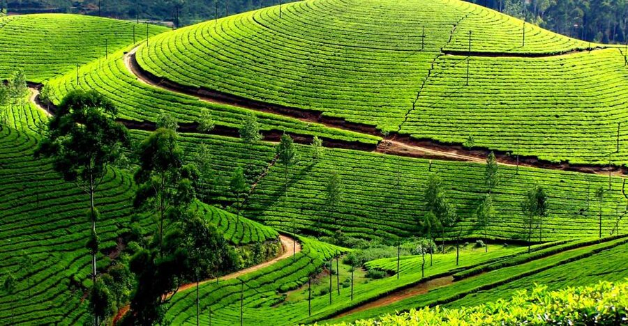 Munnar Private Day Trip - Lunch, timing, and how to make the day feel worth it