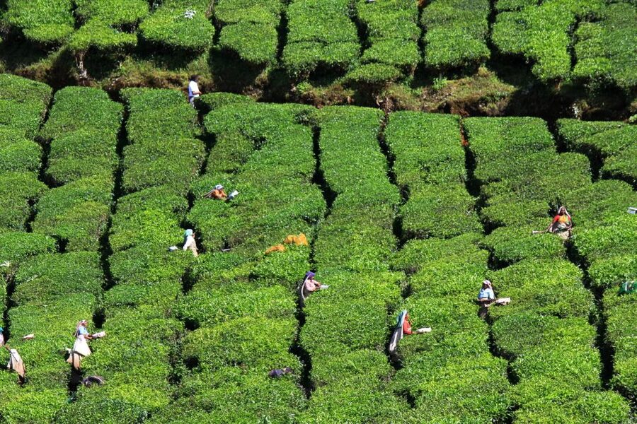 Munnar Private Day Trip - Driver and guide quality: what to watch for on a long day