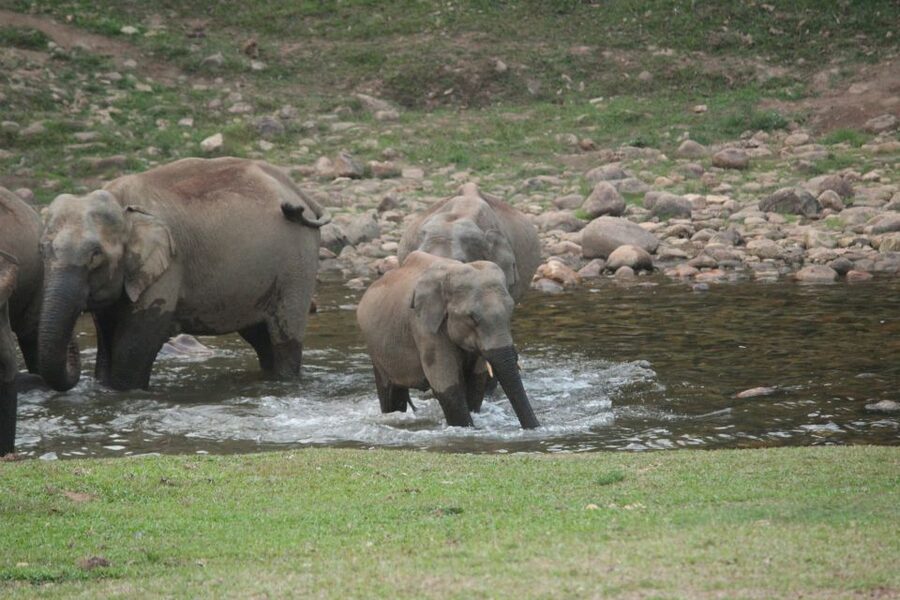 Munnar: Tea Garden and Elephant Safari Trip by 4x4 - Spice Garden Road: Cardamom, Pepper, and the Elephant Neighborhood