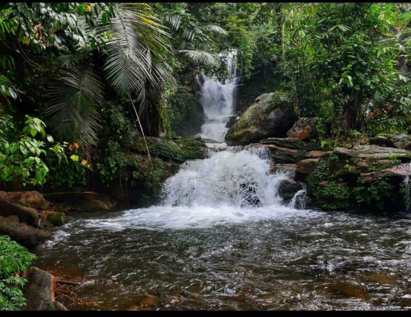 Munnar: Tea Garden and Elephant Safari Trip by 4x4 - Elephant Viewing at Anakulam: Wild, Real, and Not Guaranteed