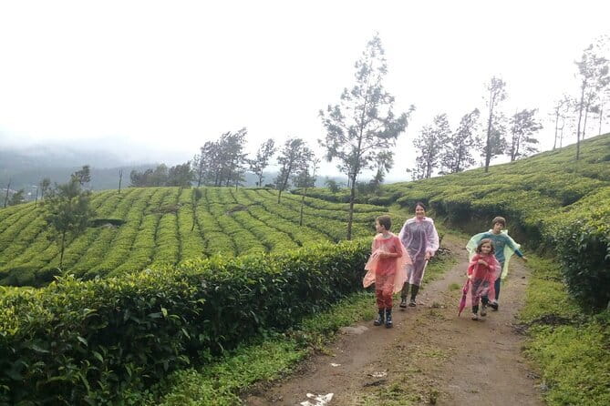 Munnar Tea Plantation Evening walking with Sunset View - Chokramudi Peak: the higher, less-crowded start at ~7,200 ft
