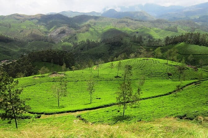 Munnar Tea Plantation Evening walking with Sunset View - Coffee, cardamom, forest, and tea: the downhill “keep your eyes open” segment