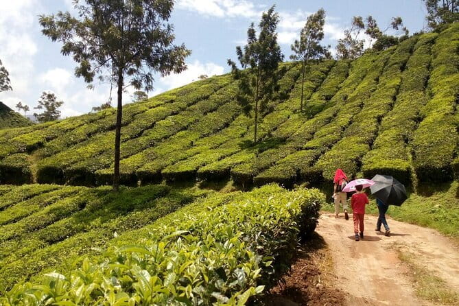 Munnar Tea Plantation Evening walking with Sunset View - Pothamedu Viewpoint: tea country panoramas with a short push