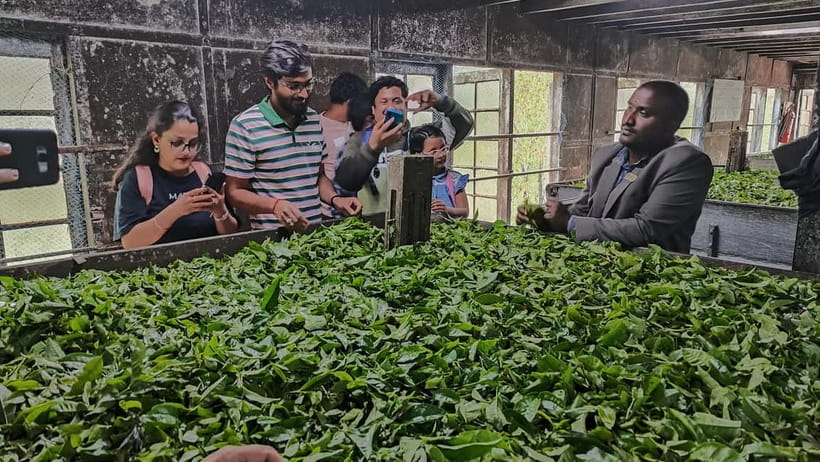 Munnar: Tea trail, Tea Factory, and Tea Tasting Tour - Tea Country in Munnar: Why This Tour Feels More Than Scenic