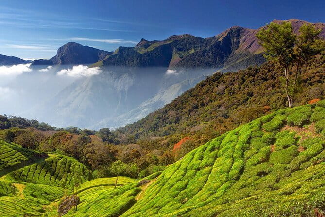 Munnar Tea Trail Tour , Tea factory visit & Tea Tasting - Lockhart Tea Factory Visit: Orthodox Tea and 1936 Machinery