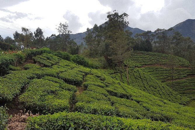 Munnar Tea Trail Tour with Factory Experience ( By Munnar Info) - Price and value: what $13.50 gets you in real terms