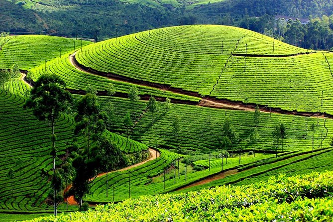 Private Day Trip to Munnar from Kochi (Cochin) - Early Pickup and the 4-Hour Climb to Munnar