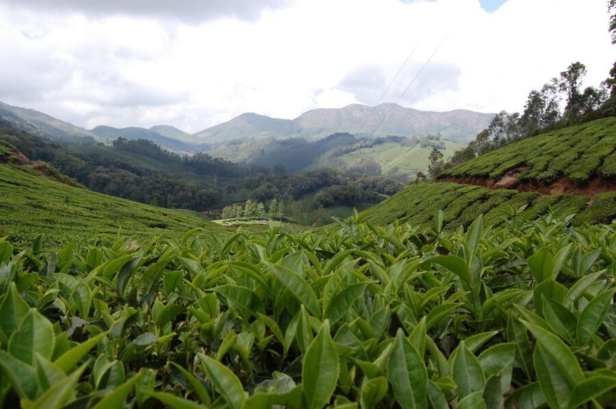 Private Munnar Tea Trek - Lakshmi Hills and mountain viewpoints: the payoff for your steps