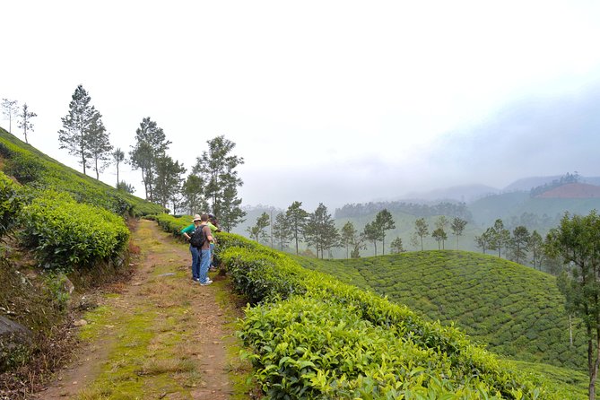 Scenic Kerala : Hills, Wildlife, Backwaters & Beach Bliss- 7 Days - Key things that make this tour work