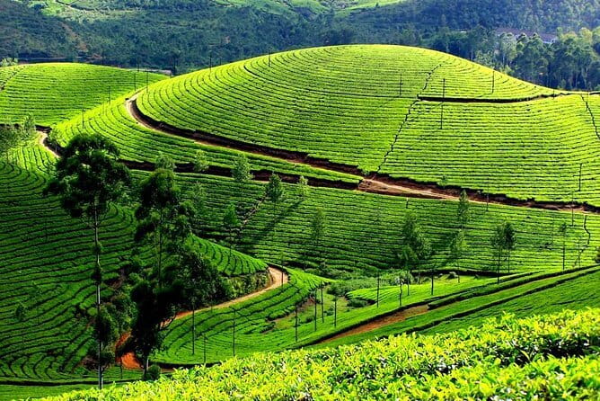 Serene Munnar Retreat: Private Tour from Kochi to the Munnar Hill - Cheeyappara Waterfalls: a seven-step break you can actually enjoy