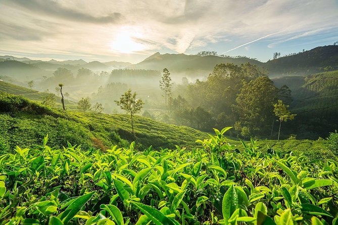 South India Tour in 06 Nights - Day 2 in Munnar: Eravikulam National Park and Mattupetty Dam Time