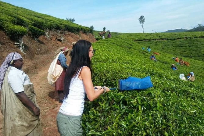 Tea planation walking In Munnar- (by Munnar Info) - Key highlights I’d plan around
