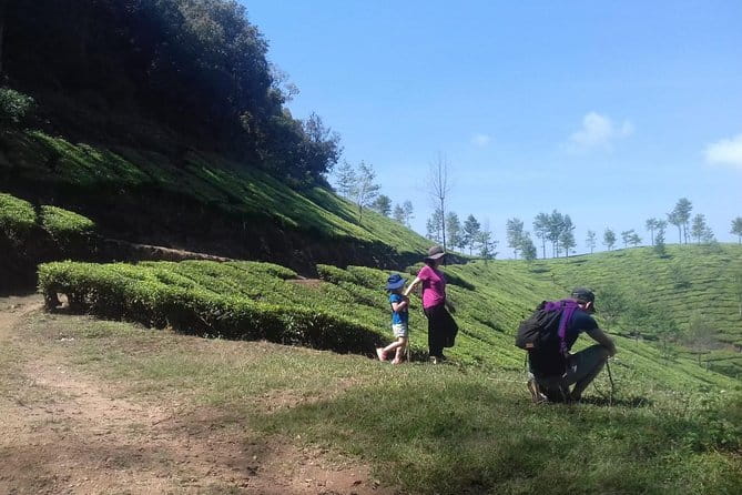 Tea planation walking In Munnar- (by Munnar Info) - Tea plantation walking that actually feels like local life