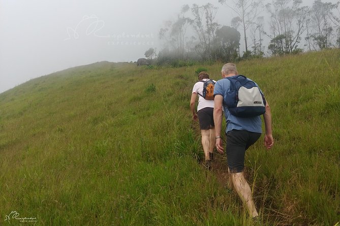 Trekking in Munnar - Shola forest bird chances: coffee and cardamom inside the day’s best habitat