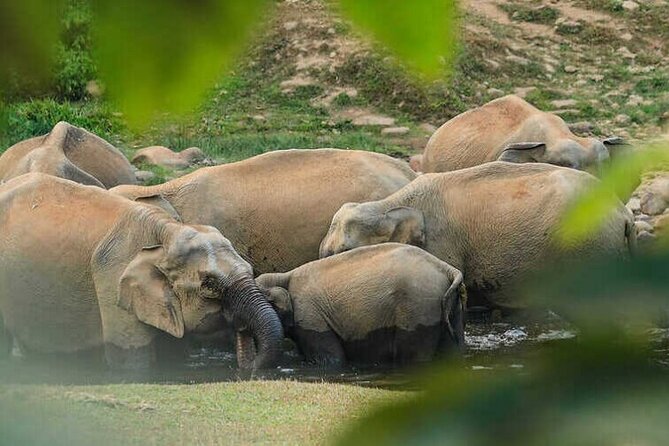 Wild Elephant Anakulam & Waterfalls Tour(munnar valley Trekking) - Key highlights you’ll actually feel
