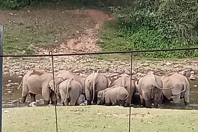 Wild Elephant Anakulam & Waterfalls Tour(munnar valley Trekking) - Anakulam and the wild elephant view point: worth the waiting game