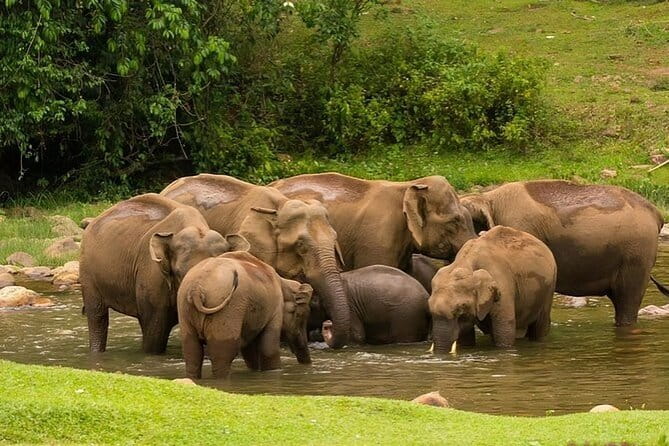 Wild Life Anakulam Jeep Safari - Key highlights you’ll care about